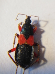 Prostemma aeneicolle