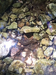 Eurycea troglodytes