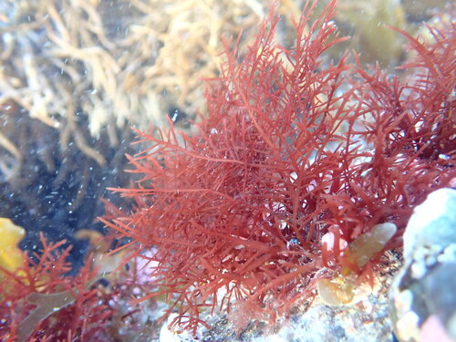 Pterocladiella capillacea observed 2026-07-19