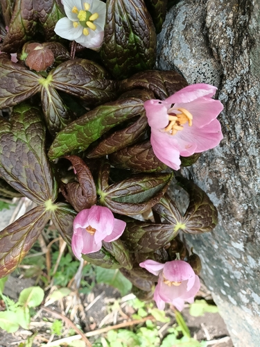 Himalayan Mayapple
