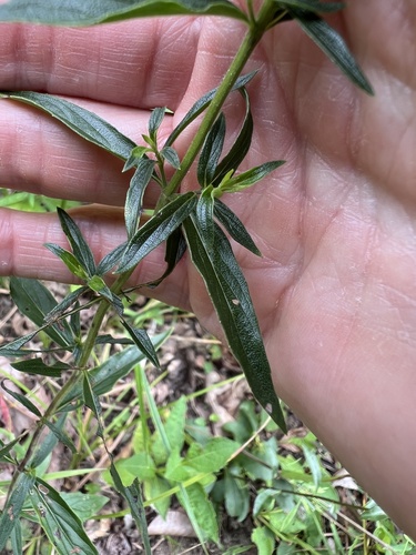 Pycnanthemum torreyi, photograph 2