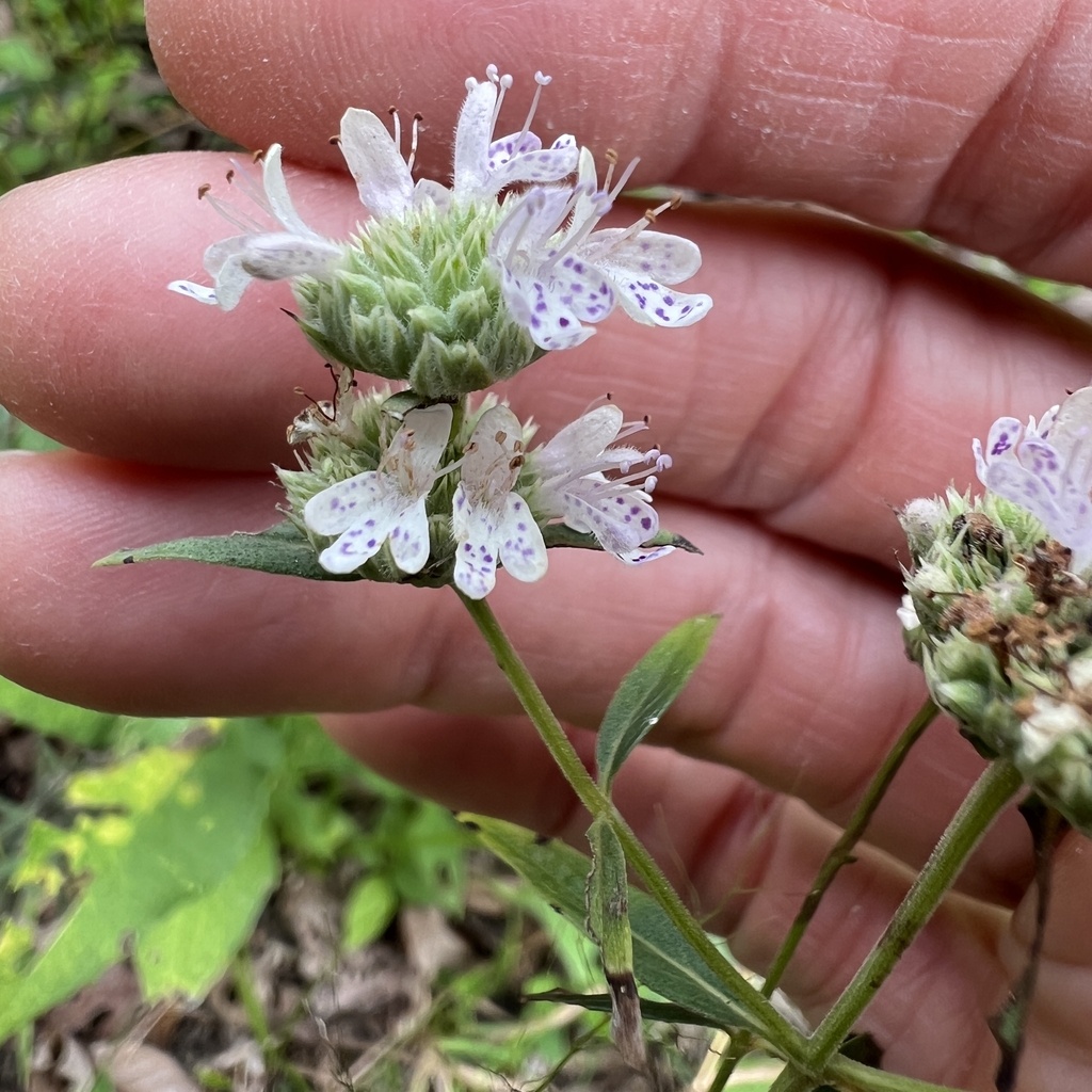 Pycnanthemum torreyi; photograph (c) Anne Parker, some rights reserved (CC BY)