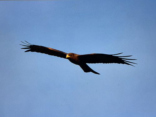 Yellow-billed Kite