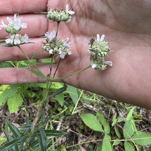 Pycnanthemum torreyi, photograph 4