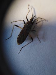 Dicranocephalus albipes