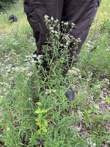 Pycnanthemum torreyi, photograph 5