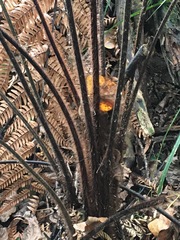 Dicksonia squarrosa
