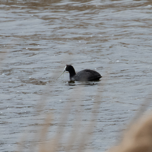 iNaturalist image