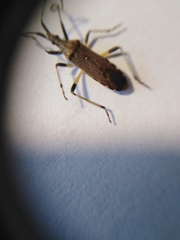 Dicranocephalus albipes