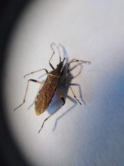 Dicranocephalus albipes