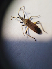 Dicranocephalus albipes