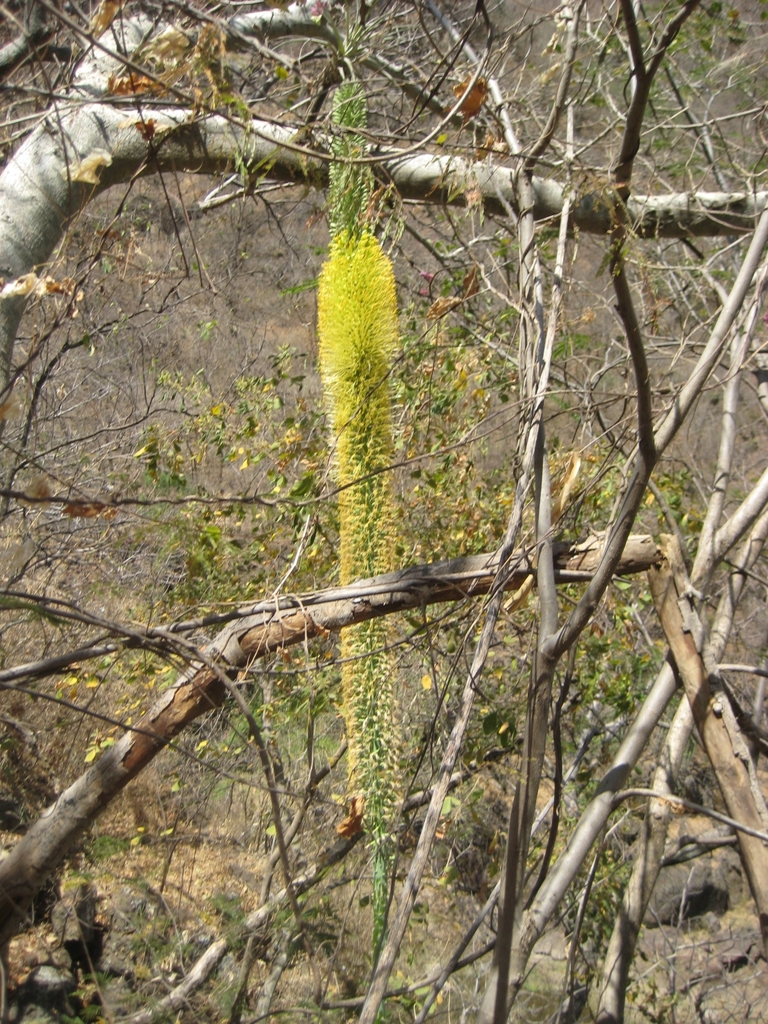 Agave vilmoriniana, Ixtlahuacán del Río, Jal., México