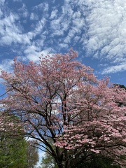 Cornus florida rubra