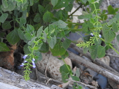 Salvia languidula