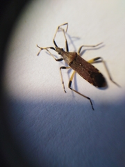 Dicranocephalus albipes