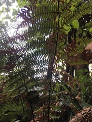 Dicksonia squarrosa