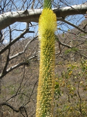 Agave vilmoriniana