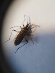 Dicranocephalus albipes