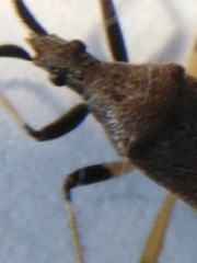 Dicranocephalus albipes