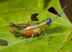 Pseudanniceris nigrinervis image
