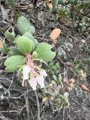Arctostaphylos morroensis