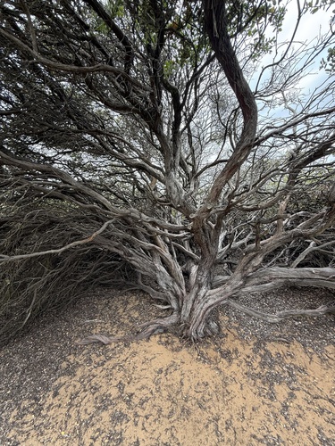 Arctostaphylos morroensis, photograph 2