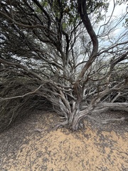 Arctostaphylos morroensis, photograph (c) Devon Bradley, some rights reserved (CC BY)