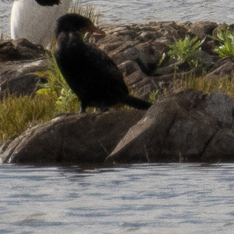 iNaturalist: (c) Nicholas Laidler, some rights reserved (CC BY-NC), uploaded by Nicholas Laidler iNaturalist image