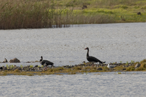 iNaturalist: (c) Nicholas Laidler, some rights reserved (CC BY-NC), uploaded by Nicholas Laidler iNaturalist image