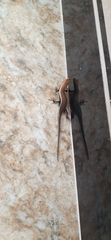 Eutropis madaraszi