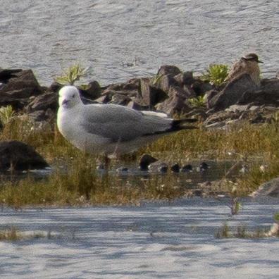 iNaturalist: (c) Nicholas Laidler, some rights reserved (CC BY-NC), uploaded by Nicholas Laidler iNaturalist image