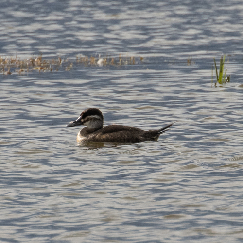 iNaturalist image
