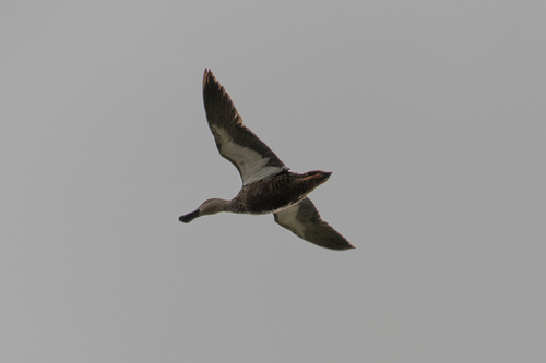 iNaturalist image