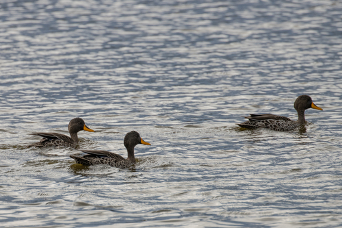 iNaturalist: (c) Nicholas Laidler, some rights reserved (CC BY-NC), uploaded by Nicholas Laidler iNaturalist image