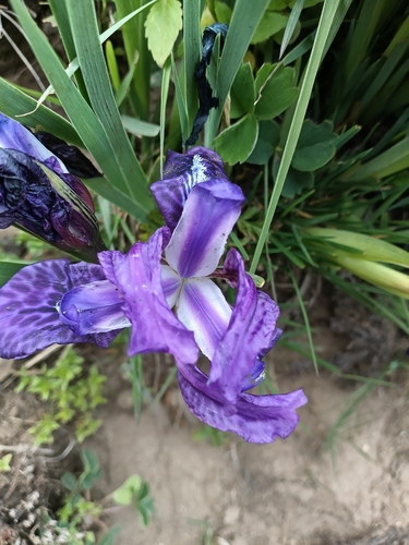 Kumaon iris