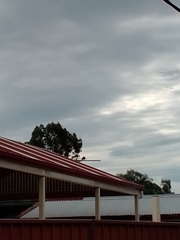 Streptopelia chinensis