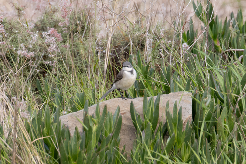 iNaturalist: (c) Nicholas Laidler, some rights reserved (CC BY-NC), uploaded by Nicholas Laidler iNaturalist image