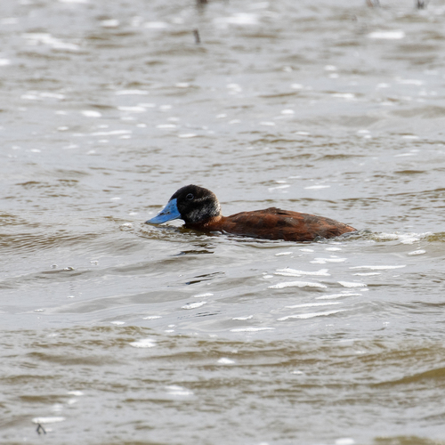 iNaturalist image