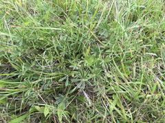 Lupinus pusillus pusillus