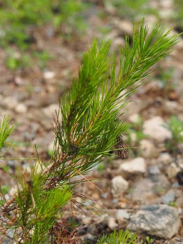 Pinus densiflora, photograph 2