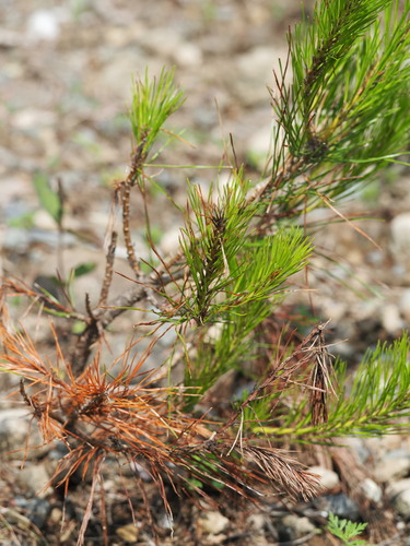 Pinus densiflora, photograph 3