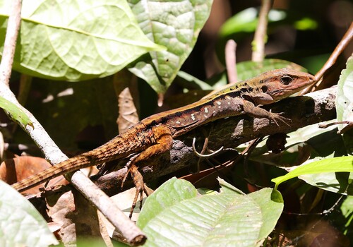 Striped forest whiptail, Kentropyx calcarata