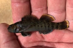 Etheostoma douglasi
