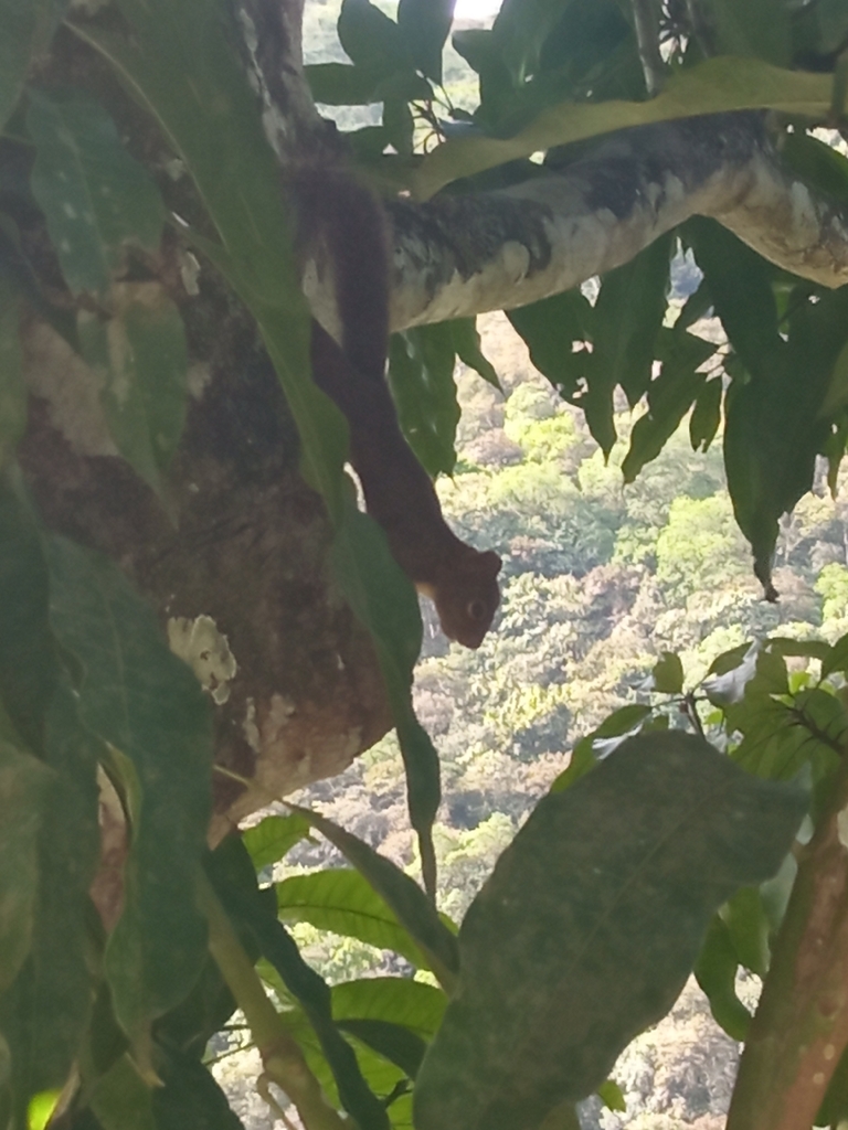 Sciurus ignitus boliviensis