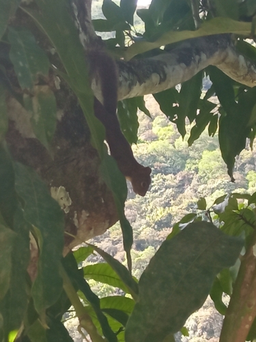 Sciurus ignitus boliviensis