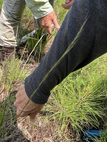 Aristida virgata observed 2026-07-18