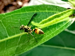 Ropalidia flavobrunnea
