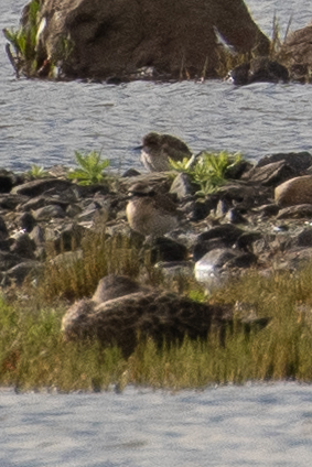 iNaturalist image