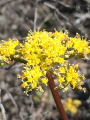 Lomatium parvifolium