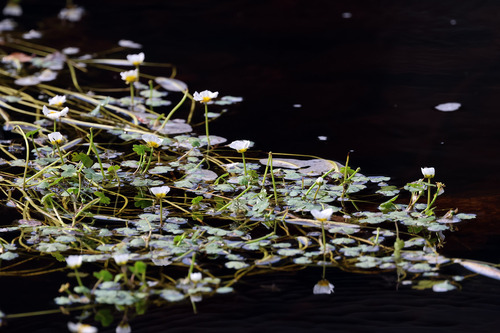Ranunculus peltatus, photograph 5
